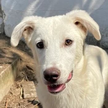 Nippon, male 4yo Mixed Breed for adoption at Hundegarten Serres, Euskirchen