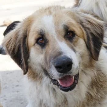 Otys, male 4yo Mixed Breed for adoption at Hundegarten Serres, Euskirchen