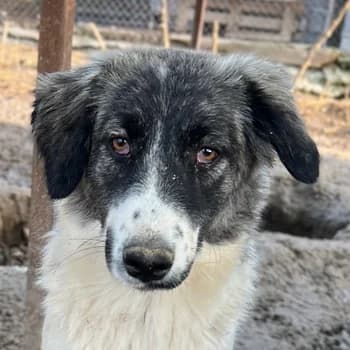 Hoya, female 4yo Mixed Breed for adoption at Hundegarten Serres, Euskirchen