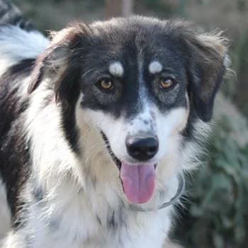 Valonca, female 4yo Mixed Breed for adoption at Hundegarten Serres, Euskirchen