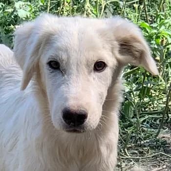 Hoss, male 4yo Mixed Breed for adoption at Hundegarten Serres, Euskirchen