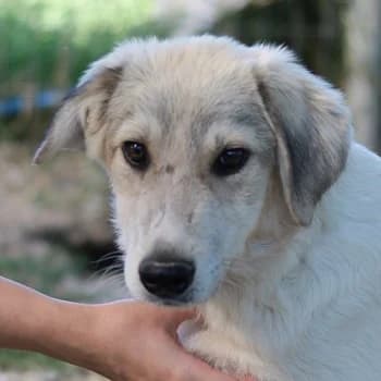 Wax, male 4yo Mixed Breed for adoption at Hundegarten Serres, Euskirchen
