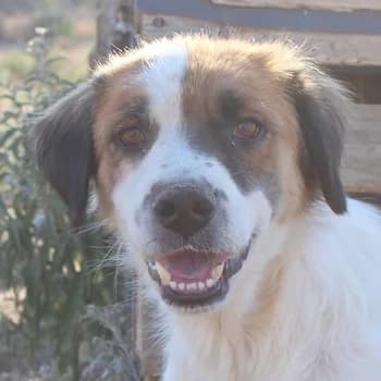 Mick, male 5yo Mixed Breed for adoption at Hundegarten Serres, Euskirchen