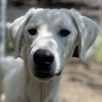 Hasko, male 4yo Mixed Breed for adoption at Hundegarten Serres, Euskirchen
