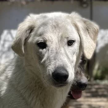 Insa, female 4yo Mixed Breed for adoption at Hundegarten Serres, Euskirchen