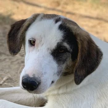 Colette, female 4yo Mixed Breed for adoption at Hundegarten Serres, Euskirchen