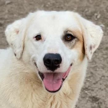 Tamura, female 4yo Mixed Breed for adoption at Hundegarten Serres, Euskirchen