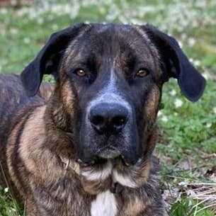 Hanni, male 5yo Mixed Breed for adoption at Hundegarten Serres, Euskirchen