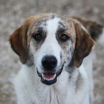 Lance, female 4yo Mixed Breed for adoption at Hundegarten Serres, Euskirchen