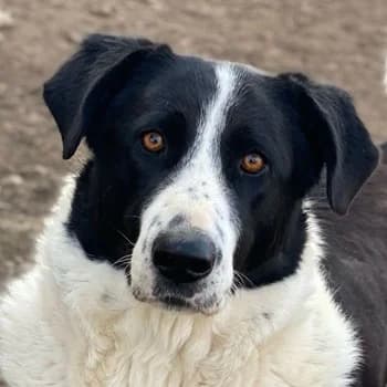 Franka, female 7yo Mixed Breed for adoption at Hundegarten Serres, Euskirchen