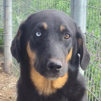 Harvard, male 4yo Mixed Breed for adoption at Hundegarten Serres, Euskirchen