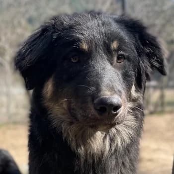 Marcello, male 4yo Mixed Breed for adoption at Hundegarten Serres, Euskirchen