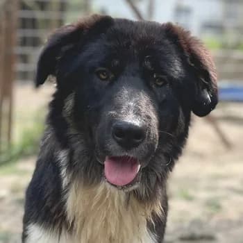 Nugget, male 4yo Mixed Breed for adoption at Hundegarten Serres, Euskirchen