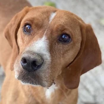 Elma, female 5yo Mixed Breed for adoption at Hundegarten Serres, Euskirchen
