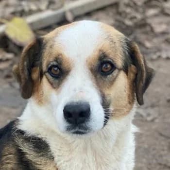 Miraya, female 5yo Mixed Breed for adoption at Hundegarten Serres, Euskirchen