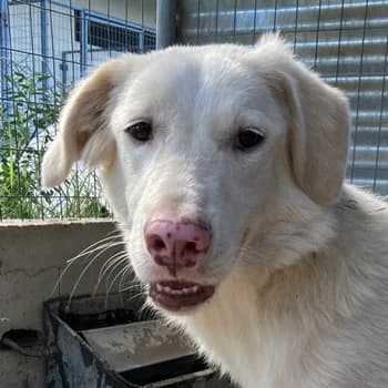 Zendaya, female 4yo Mixed Breed for adoption at Hundegarten Serres, Euskirchen