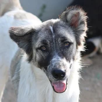 Nanu, female 4yo Mixed Breed for adoption at Hundegarten Serres, Euskirchen