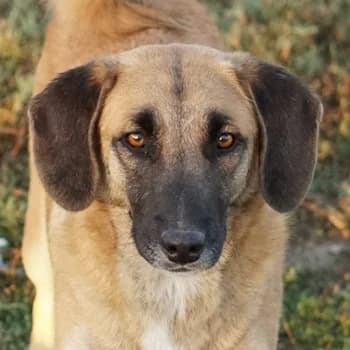 Fritz, male 4yo Mixed Breed for adoption at Hundegarten Serres, Euskirchen
