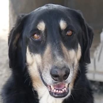 Venia, female 4yo Mixed Breed for adoption at Hundegarten Serres, Euskirchen