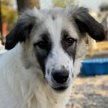 Bo, male 4yo Mixed Breed for adoption at Hundegarten Serres, Euskirchen