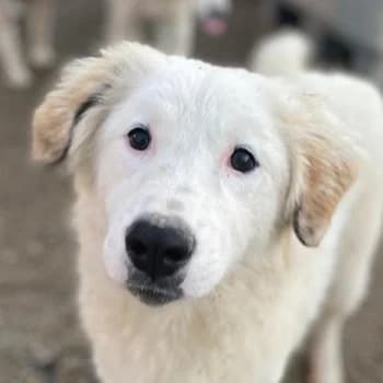 Skippy, female 4yo Mixed Breed for adoption at Hundegarten Serres, Euskirchen