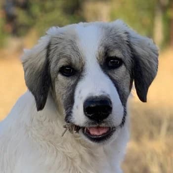 Sakura, female 4yo Mixed Breed for adoption at Hundegarten Serres, Euskirchen