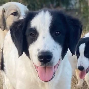 Umia, female 4yo Mixed Breed for adoption at Hundegarten Serres, Euskirchen