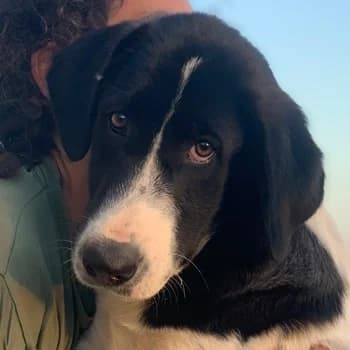 Zelina, female 4yo Mixed Breed for adoption at Hundegarten Serres, Euskirchen