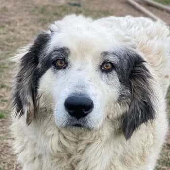 Günter, male 7yo Mixed Breed for adoption at Hundegarten Serres, Euskirchen