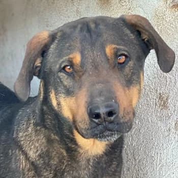 Leif, male 4yo Mixed Breed for adoption at Hundegarten Serres, Euskirchen
