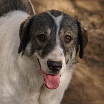 Vanessa, female 4yo Mixed Breed for adoption at Hundegarten Serres, Euskirchen