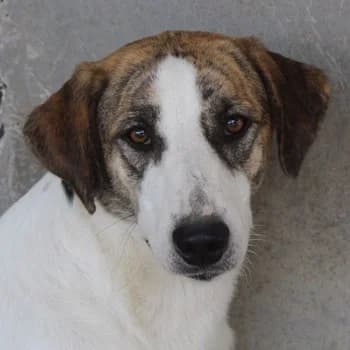 Mariela, female 4yo Mixed Breed for adoption at Hundegarten Serres, Euskirchen