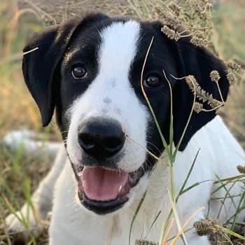 Rico, male 4yo Mixed Breed for adoption at Hundegarten Serres, Euskirchen