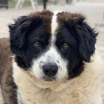 Linda, female senior Mixed Breed for adoption at Hundegarten Serres, Euskirchen