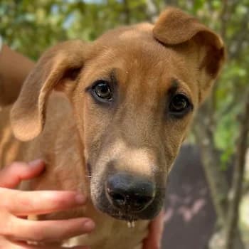 Jamie, male 4yo Mixed Breed for adoption at Hundegarten Serres, Euskirchen