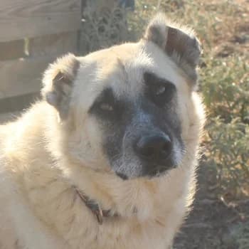 Romero, male 4yo Mixed Breed for adoption at Hundegarten Serres, Euskirchen