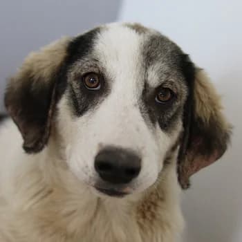 Tristan, male 4yo Mixed Breed for adoption at Hundegarten Serres, Euskirchen