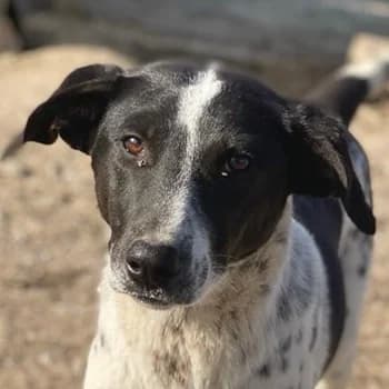 Janita, female 4yo Mixed Breed for adoption at Hundegarten Serres, Euskirchen