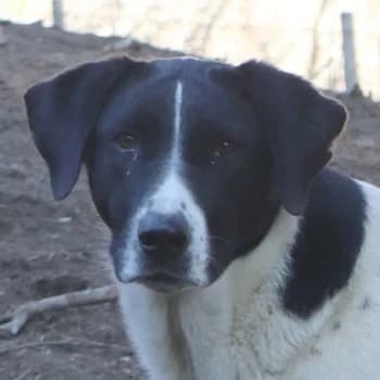 Foyala, female 4yo Mixed Breed for adoption at Hundegarten Serres, Euskirchen
