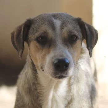 Lesta, female 6yo Mixed Breed for adoption at Hundegarten Serres, Euskirchen