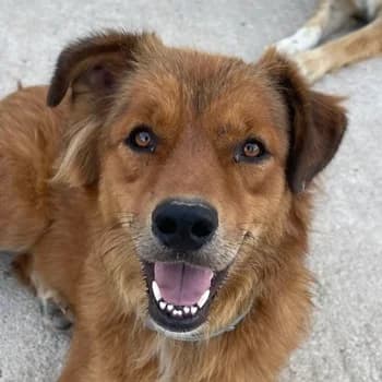 April, female 5yo Mixed Breed for adoption at Hundegarten Serres, Euskirchen