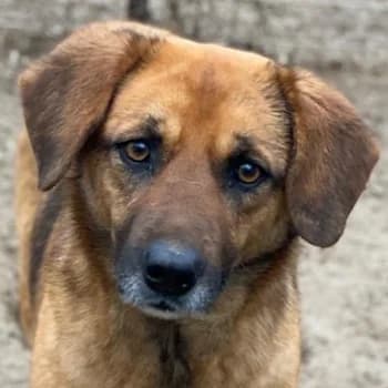 Lunia, female 4yo Mixed Breed for adoption at Hundegarten Serres, Euskirchen