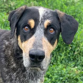 Bert, male 6yo Mixed Breed for adoption at Hundegarten Serres, Euskirchen