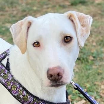 Janna, female 6yo Mixed Breed for adoption at Hundegarten Serres, Euskirchen