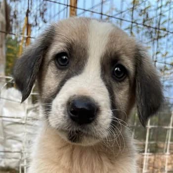 Carlo, male 3yo Mixed Breed for adoption at Hundegarten Serres, Euskirchen