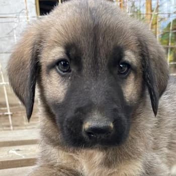 Cosy, male 3yo Mixed Breed for adoption at Hundegarten Serres, Euskirchen