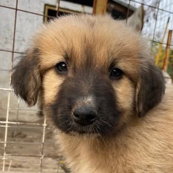 Goku, male 3yo Mixed Breed for adoption at Hundegarten Serres, Euskirchen