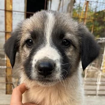 Grace, female 3yo Mixed Breed for adoption at Hundegarten Serres, Euskirchen