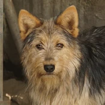 Bes, male 3yo Mixed Breed for adoption at Hundegarten Serres, Euskirchen