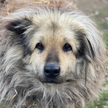 Mandy Lou, female 5yo Mixed Breed for adoption at Hundegarten Serres, Euskirchen
